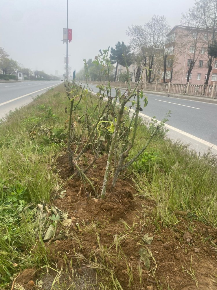 GÜLÜÇ DAHA TEMİZ DAHA GÜZEL!