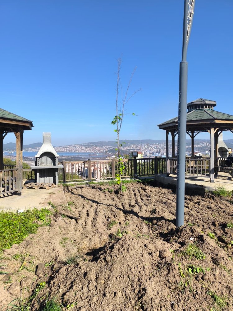 GÜLÜÇ BELEDİYESİ MİLLET BAHÇESİNDE İNCELEMELERDE BULUNDUK...